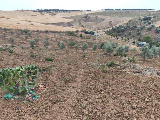 Terrain à Malaga, Spain 10800m² No. 259834