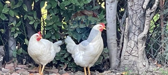 Casa de 6 habitaciónes en Belvedere Ostrense, Italy No. 2252 10