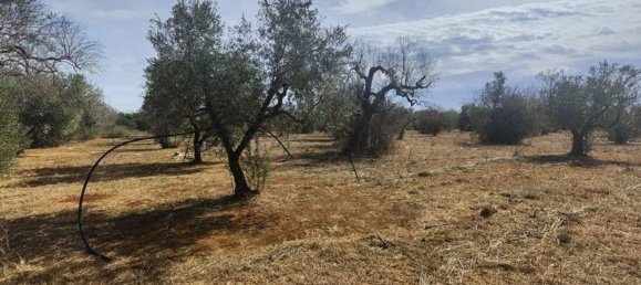 Land in Ugento, Italy No. 342905 15