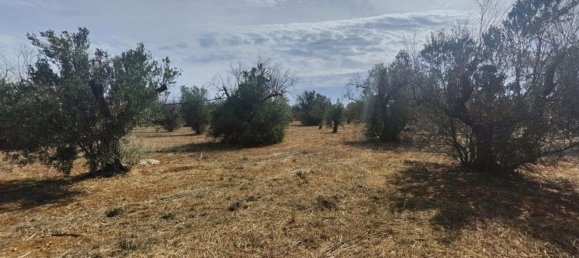 Land in Ugento, Italy No. 342905 12