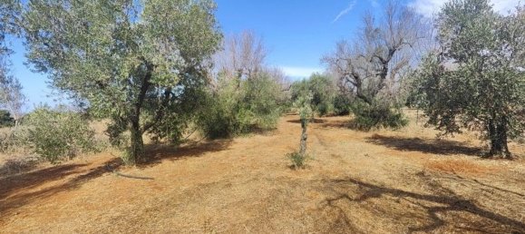 Land in Ugento, Italy No. 342905 11