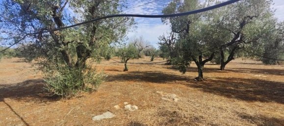 Land in Ugento, Italy No. 342905 14