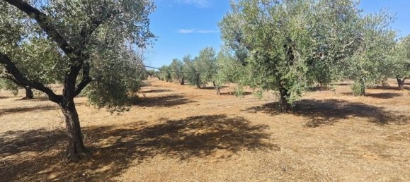 Land in Ugento, Italy No. 342905 13
