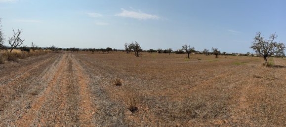 Terreno en Campos, Spain No. 210787 4