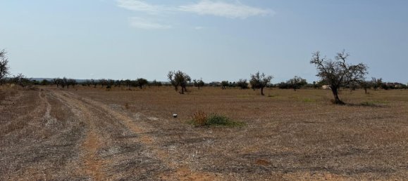 Terreno en Campos, Spain No. 210787 6