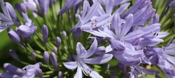 990m² Land in Saint-Cergues, France No. 324071 5