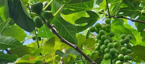 9 rooms House in Gratkorn, Austria No. 145991 32