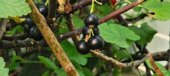 9 rooms House in Gratkorn, Austria No. 145991 31