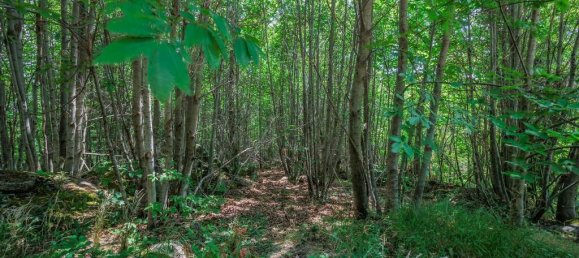 3 bedrooms Land in Abbadia San Salvatore, Italy No. 179442 14