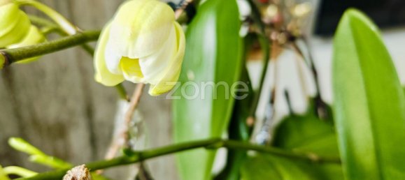 Casa de 3 dormitorios en Ferreiras, Portugal No. 101799 36