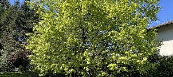 Дом с 5 комнатами в Шпиталь ам Земмеринг, Австрия № 153251 14