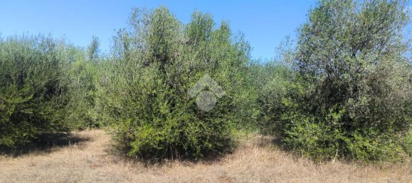 6330m² Land in Sassari, Italy No. 356684 8