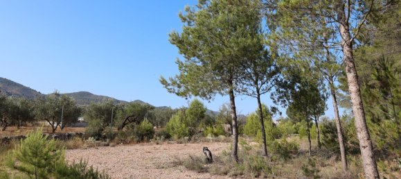3526m² Land in Alicante, Spain No. 164703 16