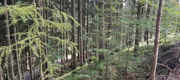 Земельный участок в Хохзауэрланд, Германия № 70089 5