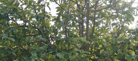 Land in Markisch-Oderland, Germany No. 340807 20