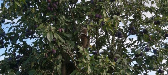 Land in Markisch-Oderland, Germany No. 340807 19