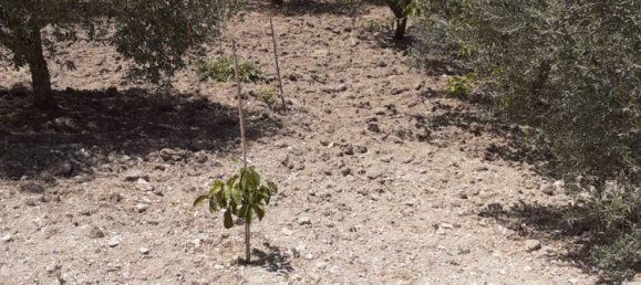 2 bedrooms House in Serradifalco, Italy No. 73597 28