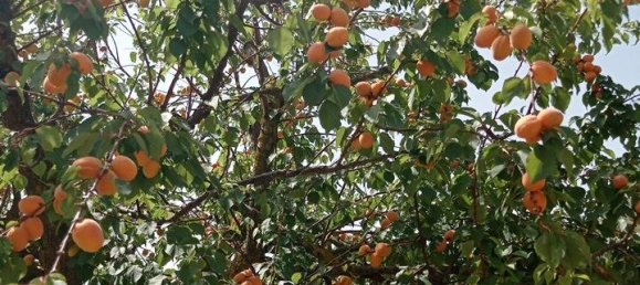 2 bedrooms House in Serradifalco, Italy No. 73597 12