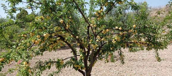 2 bedrooms House in Serradifalco, Italy No. 73597 10