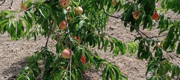 2 bedrooms House in Serradifalco, Italy No. 73597 14