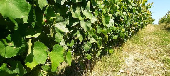 Imóvel comercial em Terricciola, Italy 380 m² N.º 112491 17