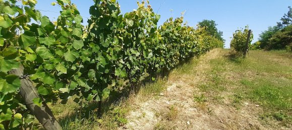 Imóvel comercial em Terricciola, Italy 380 m² N.º 112491 16