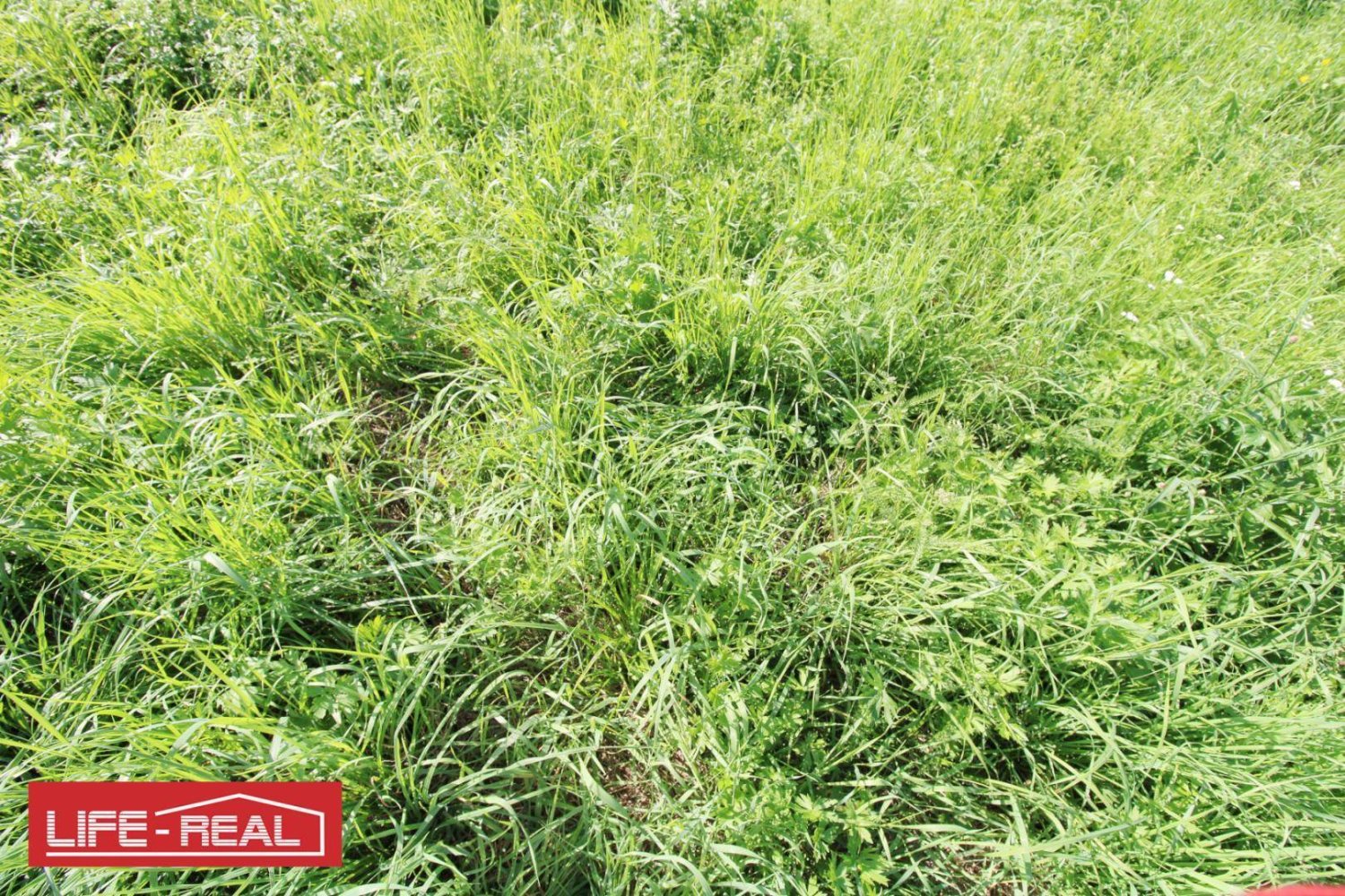 Terreno em Rainbach im Muhlkreis, Austria 7963 m² N.º 197549