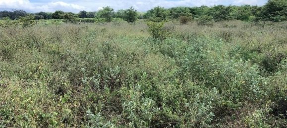 Terrain à Liberia, Costa Rica No. 1869 6