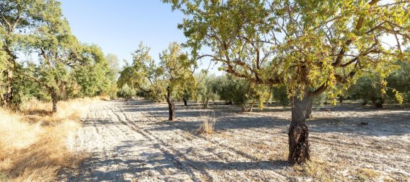 20000m² Land in Granada, Spain No. 166684 18