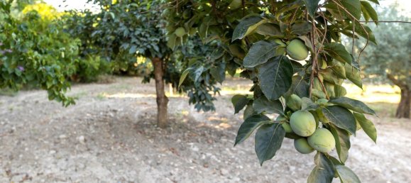 20000m² Land in Granada, Spain No. 166684 27