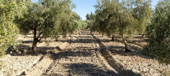 20000m² Land in Granada, Spain No. 166684 28