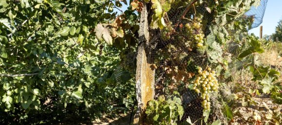 20000m² Land in Granada, Spain No. 166684 25