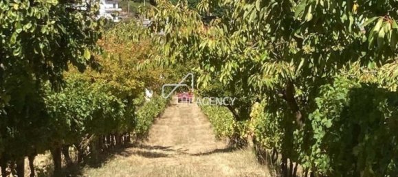 Terreno em Alijó, Portugal N.º 239183 16