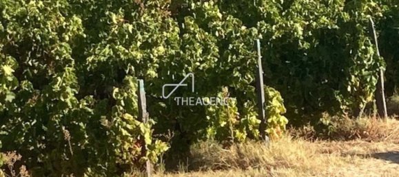 Terreno em Alijó, Portugal N.º 239183 12