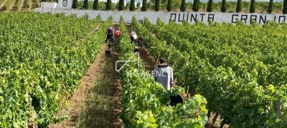 Terreno em Alijó, Portugal N.º 239183 2