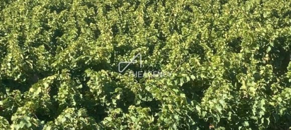 Terreno em Alijó, Portugal N.º 239183 17