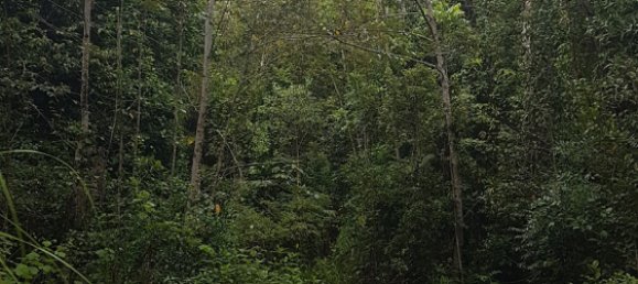 Земельный участок 602600м² в Ellinjaa, Австралия № 890 11