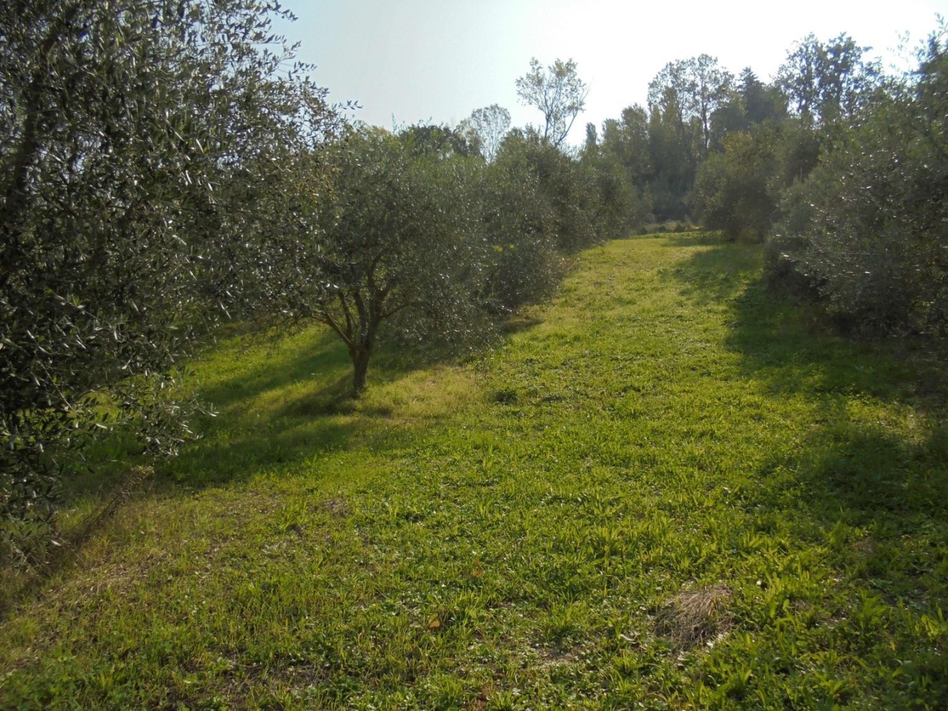 Grundstück in Ostra, Italy 14850m², Nr. 255015