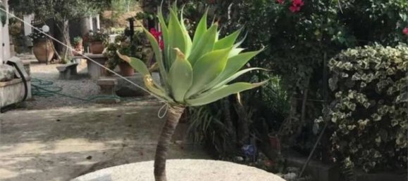 10 غرف نوم فيلا في Grotteria, Italy رقم 13540 19