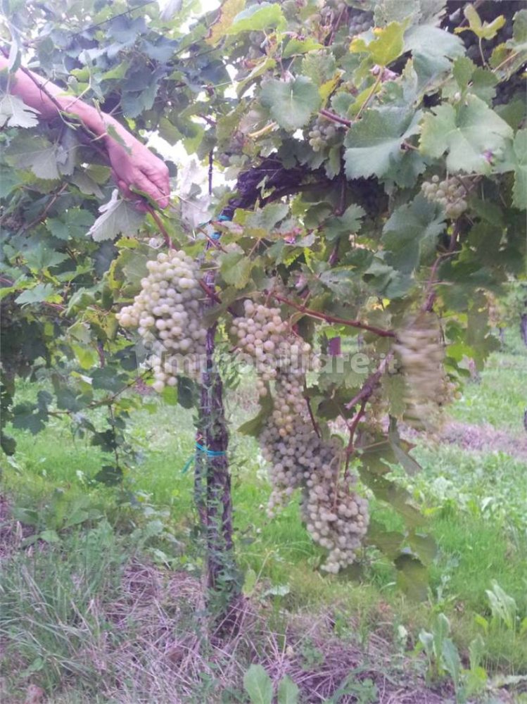 Terreno em Portogruaro, Italy 72000 m² N.º 221054