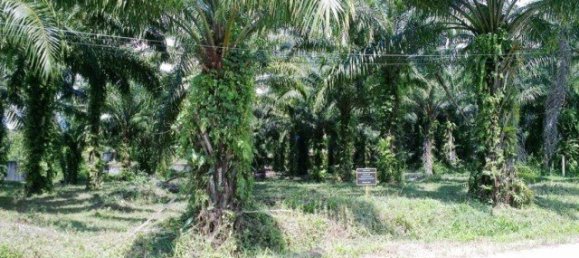 Commercial property in Phuket, Thailand No. 12646 5