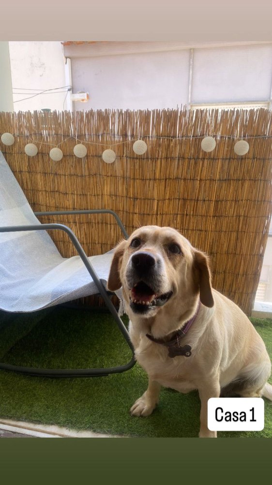 4 bedrooms House in Portimao, Portugal No. 314975