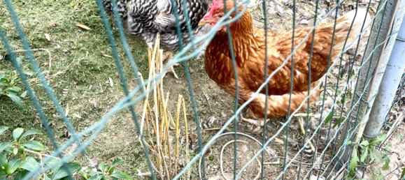 5 Schlafzimmer Villa in Nordrhein-Westfalen, Germany, Nr. 278052 30