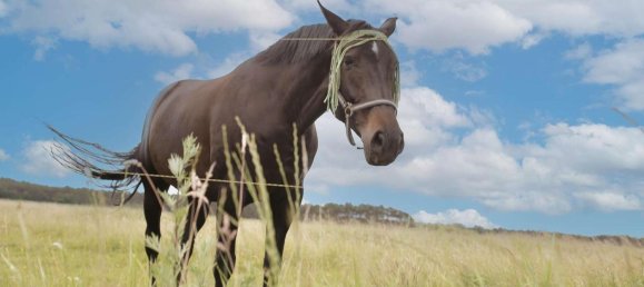 3غرفة بنغالو في Potsdam-Mittelmark, Germany رقم 35595 20