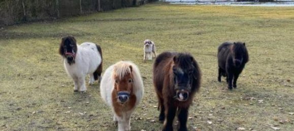 Ферма с 5 спальнями в Diepholz, Германия № 223816 20