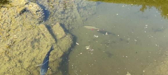 16-Zimmer Gebäude in Dortmund, Germany, Nr. 219196 31