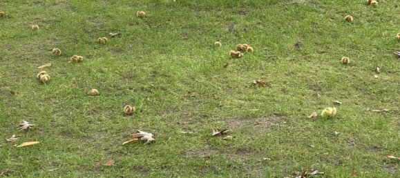 16-Zimmer Gebäude in Dortmund, Germany, Nr. 219196 21