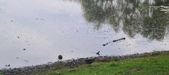 1 غرف نوم شقة في Leipzig, Germany رقم 363567 15