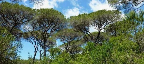 استوديو في Follonica, Italy رقم 34102 8