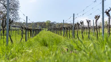  Land in Klosterneuburg, Austria No. 132061